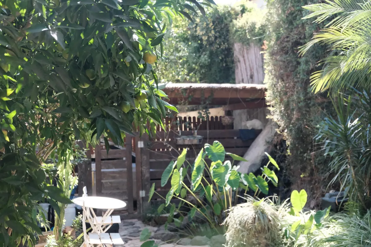 חצר הקליניקה של ZENKO ברחובות לרפואה סינית וטווינא